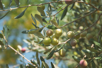 Olives on a tree in the olive garden