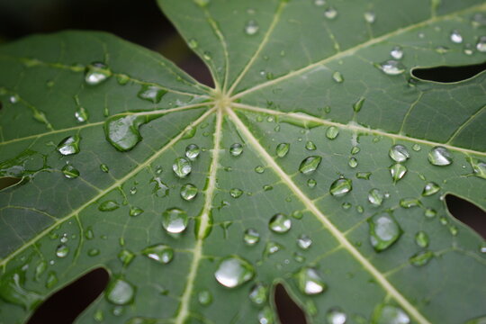 close up papaya leaf with water drops on dark background