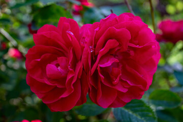 red rose flower