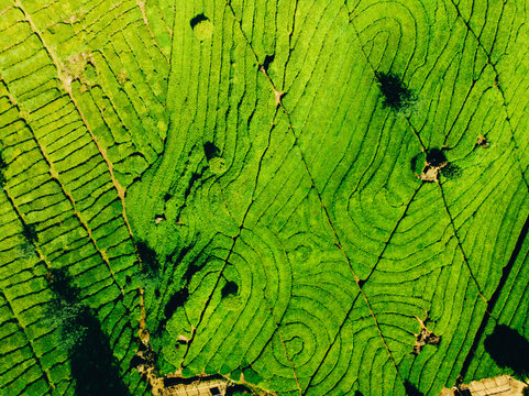 aerial view of tea plantation