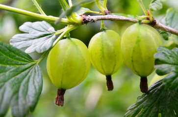 Fresh organic green gooseberries on a branch of gooseberry bush in the garden.Selective focus.