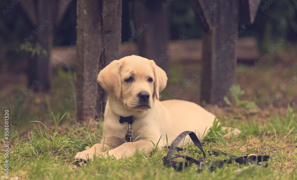 Wall mural labrador dog, relaxing in the park