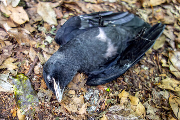 Dead Blackbird Bird Lying on the Ground in Nature