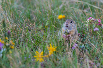 Grund squirrel