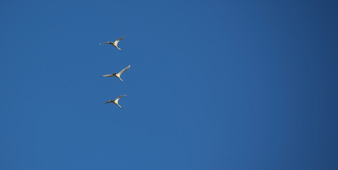 Swans flying in the clear blue spring sky.
