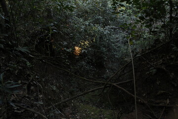 Natural park with big trees