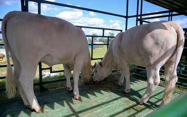 two white cows in the paddock after grazing