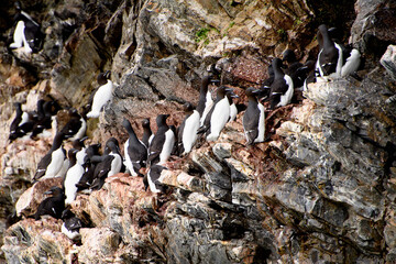 Birds of Arctic