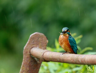 Juvenile male kingfisher fishing from rusty railings