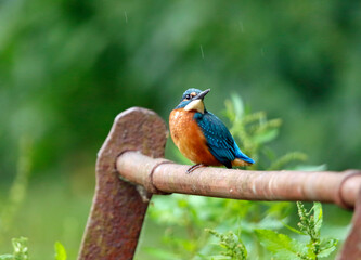 Juvenile male kingfisher fishing from rusty railings