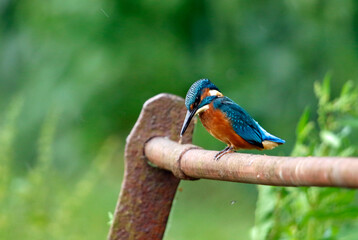 Juvenile male kingfisher fishing from rusty railings