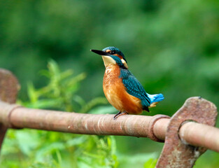 Juvenile male kingfisher fishing from rusty railings