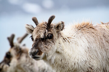 Svalbard reindeer in Spitzbergen