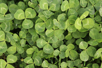 Closeup of thickly grown green clover