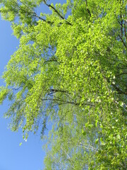 green trees in the forest