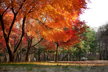 Fallen leaves. Heoninneung Royal Tombs in Seoul, South Korea. Heoninneung is the grave of the King of the Joseon Dynasty.
