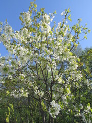 blossoming apple tree