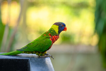 Rainbow Lorikeet parrots in a green park. Bird park, wildlife