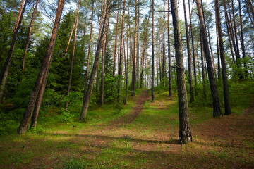summer forest on a sunny day