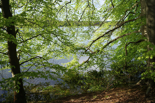  Alder trees at lake Krueselinsee     
