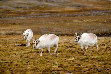 Obraz na płótnie Canvas Reindeer in Spitzbergen
