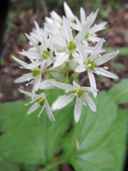 white flowers of a tree