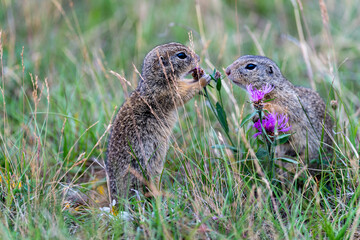 Grund squirrel