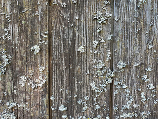 Aged wooden background with lichen. Top view, flat lay, copy space.