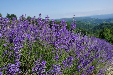 Fototapeta premium Lavanda fiorita