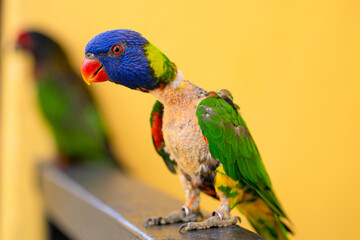 Mating games Rainbow Lorikeet. A faded parrot sticks to a female