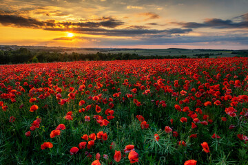 Fototapeta na wymiar Beautiful poppy field during sunset