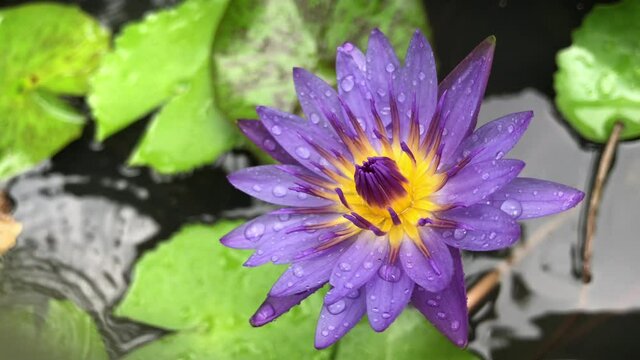 Purple-Pink Lotus Flowers Blooming.Close up rain water drop on nature fresh green lotus leaf