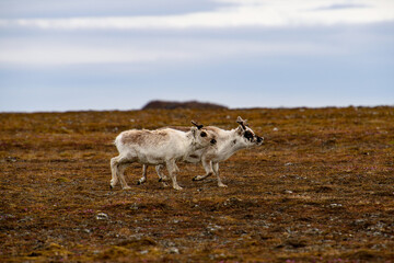 Svalbard reindeer in Spitzbergen
