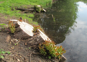 spring in the garden