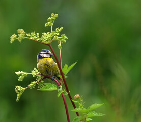 Blue tit on stork of plant