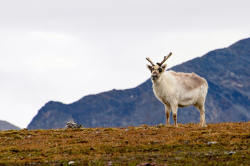 Naklejka na ściany i meble Svalbard reindeer in Spitzbergen