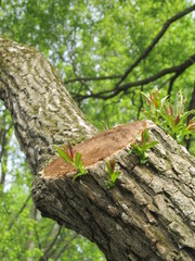 tree