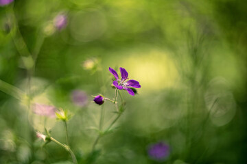 Woodland geranium (Geranium sylvaticum, wood cranesbill)