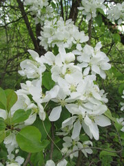 white flowers in the garden