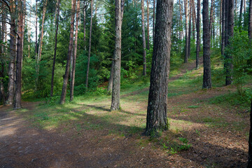 summer forest on a sunny day