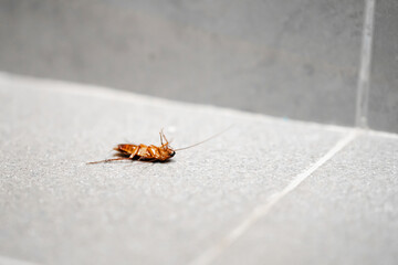 A huge cockroach on the floor. Insect pests in the house.