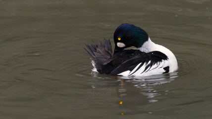 goldeneye preening on a pond