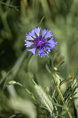 purple thistle flower