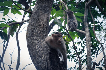 Monkey On Branch