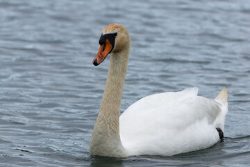 Obraz premium close up of mute swan