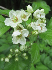 apple tree flowers