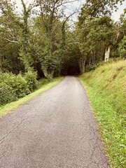 road in the forest