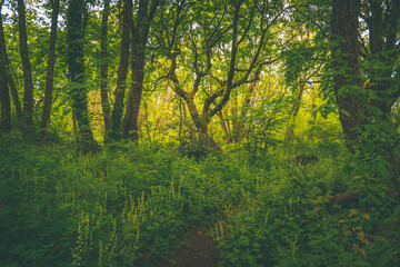 Intensely green lush forest landscape and ancient tree, Pacific Northwest
