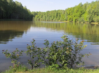 lake in the forest