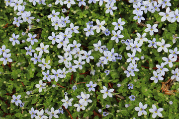 Closeup of thick blue star creeper ground cover with small, light blue flowers and tiny, pointed green leaves
